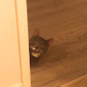 Meet your Posher, Oliver